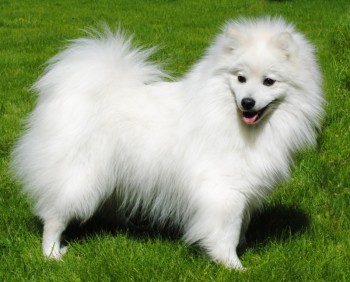 Хочу собаку. Все за и против - 3234aee164f12155c3420a4dfd283f9d.jpg