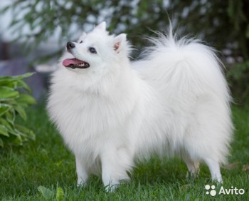 Хочу собаку. Все за и против - 1745817350.jpg