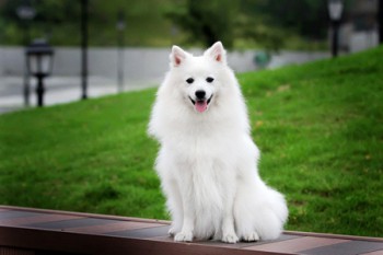 Хочу собаку. Все за и против - japanese_shpic03.jpg