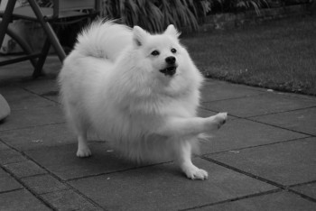 Хочу собаку. Все за и против - Japanese_Spitz_Siberia.jpg