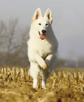 Хочу собаку. Все за и против - 125_amerikano-kanadskaya_belaya_.jpeg