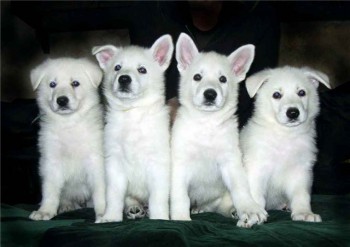 Хочу собаку. Все за и против - 422743430.jpg