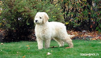 Хочу собаку. Все за и против - 1325105920_labradudl.jpg