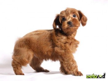 Хочу собаку. Все за и против - 130735217911.jpg