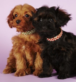 Хочу собаку. Все за и против - 69e6fa07c5592e6fef6ce8ef27f7ada2.jpg