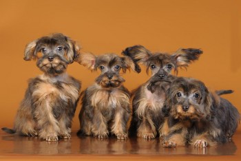 Хочу собаку. Все за и против - phpPY59YZ.jpg