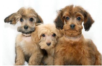 Хочу собаку. Все за и против - 128078352631.jpg