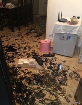 Хочу собаку. Все за и против - image.jpg