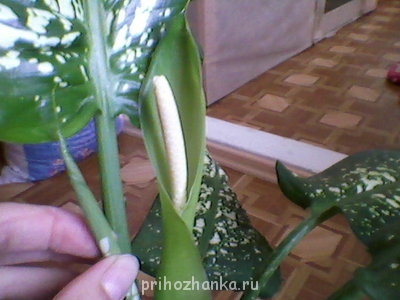 Мои комнатные растения. - Фото-0026.jpg