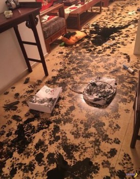 Хочу собаку. Все за и против - image.jpg