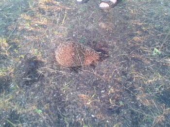 Чем сегодня занимались-3 - 20160708_211001[1].jpg