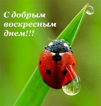 Доброго утра Хорошего дня Спокойной ночи  - D5DZe675B14.jpg