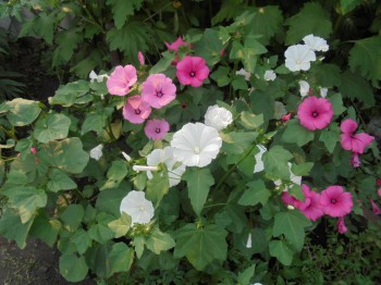 Декоративные садовые растения. - DSC03182.JPG