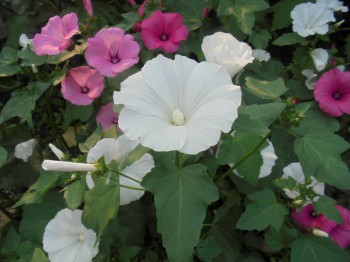 Декоративные садовые растения. - DSC03183.JPG