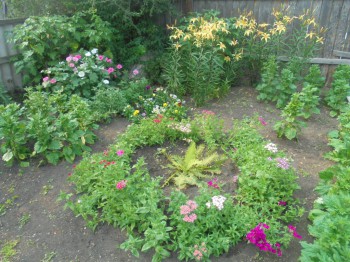 Декоративные садовые растения. - DSC03194.JPG