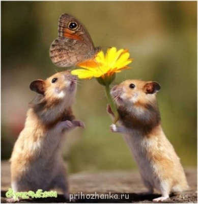  Рукодельный юмор - big[6].jpg