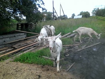 Мои малышки.