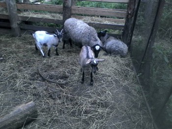 А этих малявочек взяли совсем недавно- их хотели на мясо...мы за них наших козликов отдали...вырастут- доится будут