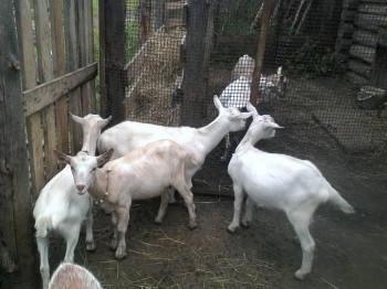 Злата взята 6-дневной так что с остальными- белыми поилась вместе из соски, она полукровка- точнее 3/4.