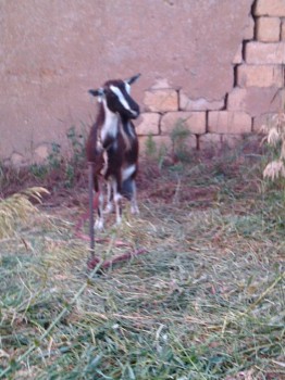 Кого из животных вы содержите? Фото приветствуется. - IMG_20160618_191339.jpg