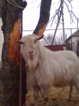 Козочка и уход за ней...  - Фото0039.jpg