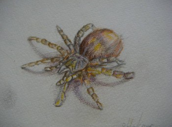 Любимое насекомое.