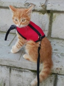 Кого из животных вы содержите? Фото приветствуется. - IMG_20160903_145322_995.jpg