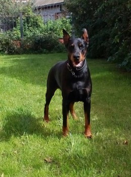 Кого из животных вы содержите? Фото приветствуется. - IMG_20160831_114130_030.jpg