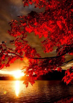 Конкурс осенняя подпись - hxZ99hAQKpM.jpg