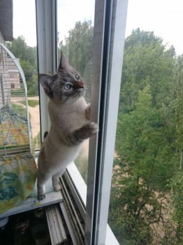 Попугайчики и все о них... - DSC_0245.JPG