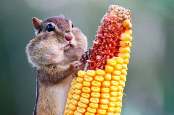 В мире животных фото, видео  - D5o806-wX1A.jpg