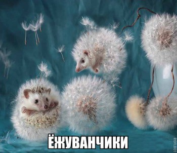 Из ВКонтактика с приветиком  - BlnCkrzwMBA.jpg