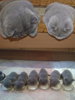 Из ВКонтактика с приветиком  - image.jpg