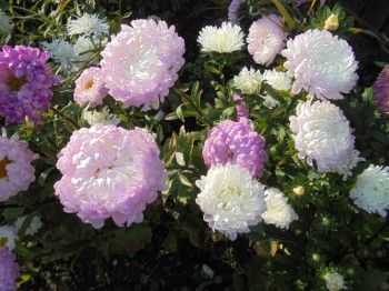 Декоративные садовые растения. - DSC03363.JPG