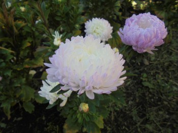 Декоративные садовые растения. - DSC03383.JPG