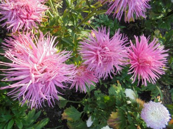 Декоративные садовые растения. - DSC03381.JPG