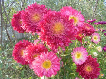 Декоративные садовые растения. - DSC03371.JPG