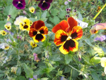 Декоративные садовые растения. - DSC03374.JPG