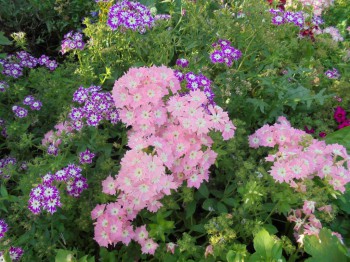 Декоративные садовые растения. - DSC03379.JPG