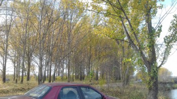 Ну и конечно мой верный конь на фоне осенней листвы)))