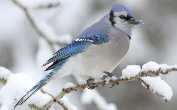 Птичий сад - 2.jpg