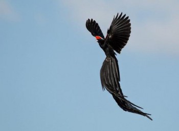 Птичий сад - 4.jpg