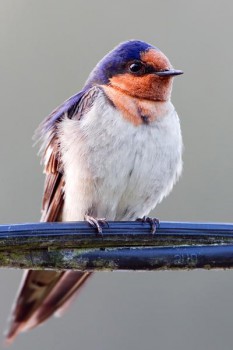 Птичий сад - 5.jpg