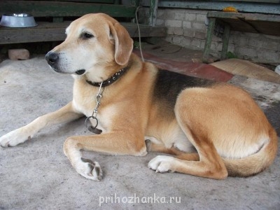 Кого из животных вы содержите? Фото приветствуется. - DSCF0055.JPG