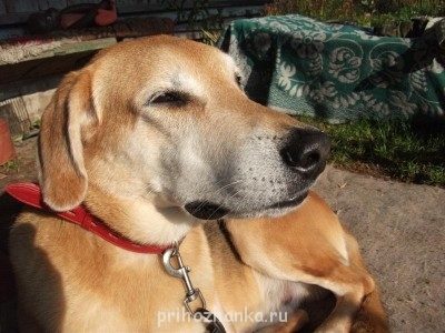 Я занят, позвоните попозже (с.)