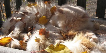 Доброго утра Хорошего дня Спокойной ночи  - image-1к-5.jpg