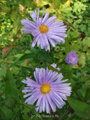 Скорее всего астра многол.