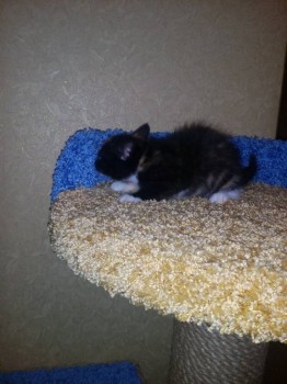 Кого из животных вы содержите? Фото приветствуется. - IMG_20160701_220936[1].jpg