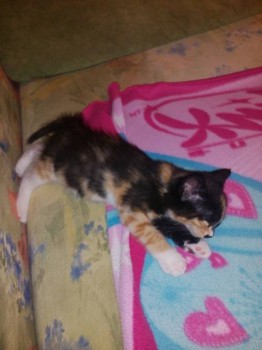 Кого из животных вы содержите? Фото приветствуется. - IMG_20160701_230309[2].jpg