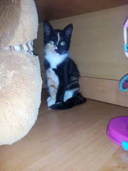 Кого из животных вы содержите? Фото приветствуется. - IMG_20160810_095823[1].jpg